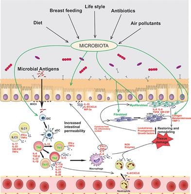 Contribution of Non-immune Cells to Activation and Modulation of the Intestinal Inflammation